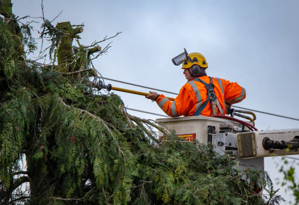 Best Commercial Tree Services  in Browntown, PA