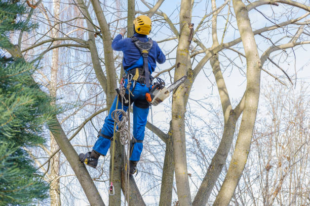 Reliable Browntown, PA Tree Services Solutions