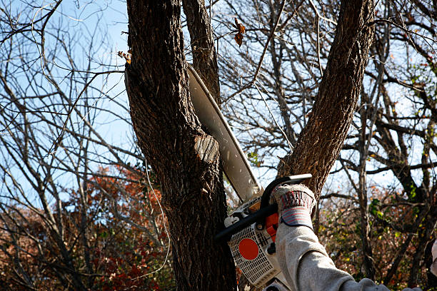 Best Tree and Shrub Care  in Browntown, PA