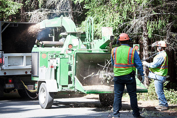 Best Firewood Processing and Delivery  in Browntown, PA